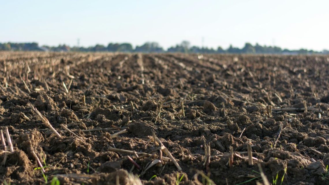 Productores uruguayos: El complejo tablero de ajedrez de la siembra invernal