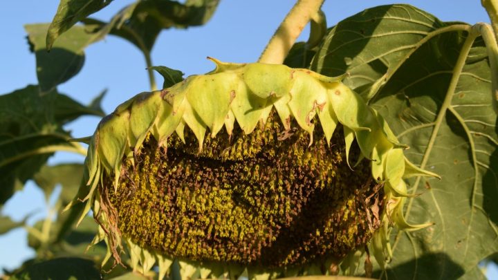 El Girasol Renace como Protagonista Estelar de la Cosecha de Verano