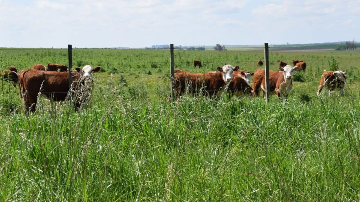 La Tribuna del Agro: producir conservando en el "Año de los Pastizales y de los Pastores"
