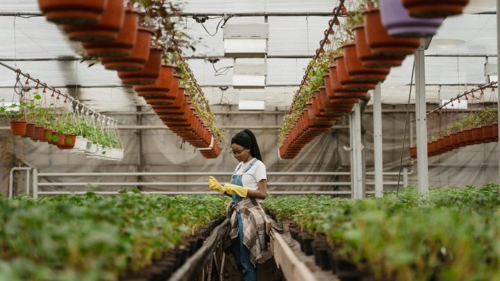 Convocatoria «Transformadoras» Impulsa Proyectos de Mujeres en Agro y Pesca con Financiamiento del MGAP e IPA
