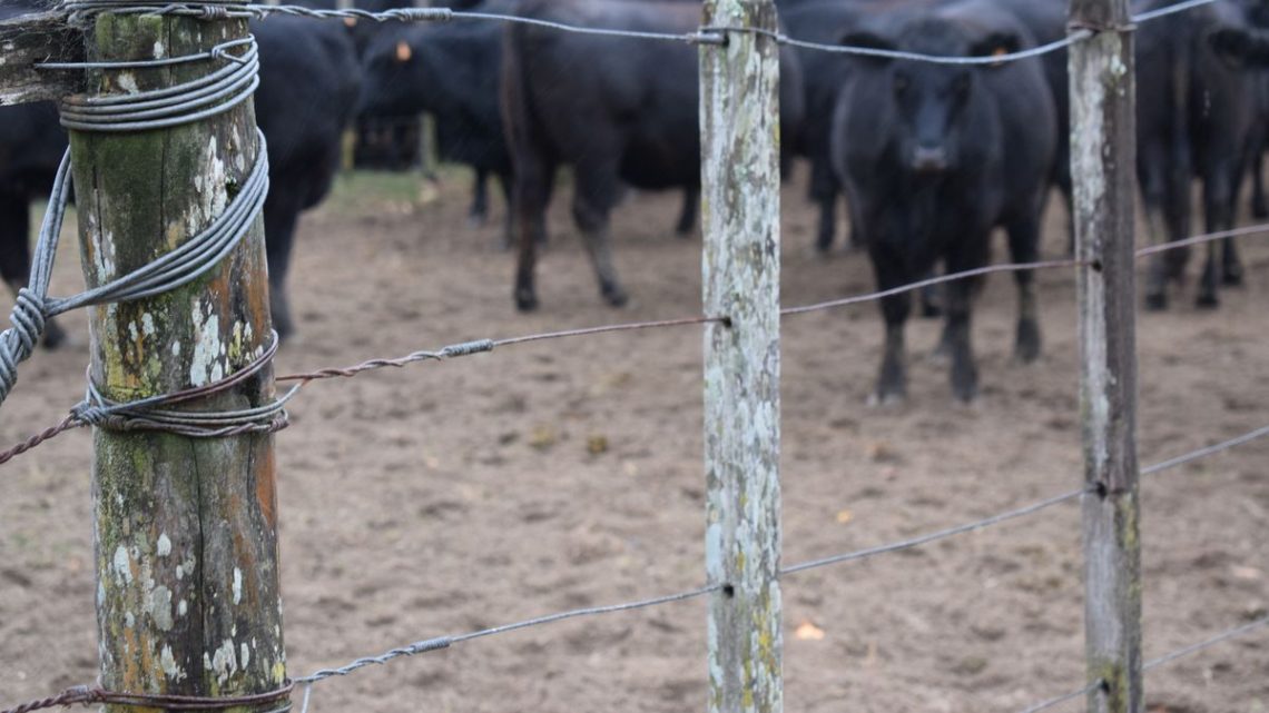 MGAP difundió a productores y veterinarios un video para realizar el despacho de tropa digital obligatorio