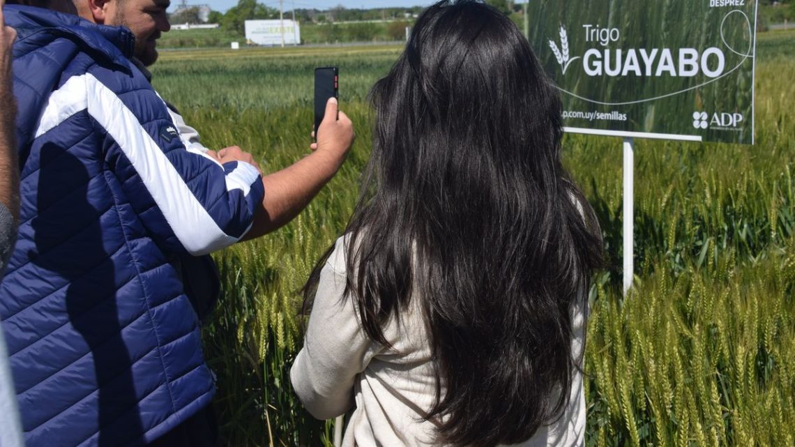 ** ADP-Agronegocios del Plata renueva su oferta de cultivos de invierno para un contexto desafiante, con variedades adaptadas y respaldo técnico.

**