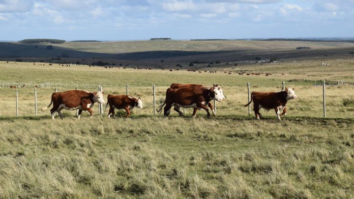 Uruguay: La Ganadería al Umbral de una Nueva Era Prometedora