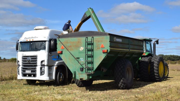 Novedades en el mercado de granos tras la apertura del Estrecho de Ormuz con nuevas referencias de precios