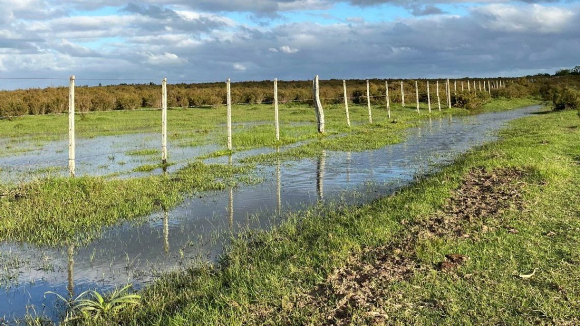 Lluvias recientes ponen fin al déficit hídrico, pero el MGAP advierte que los efectos en el sector agropecuario persisten y las ayudas se sostendrán
