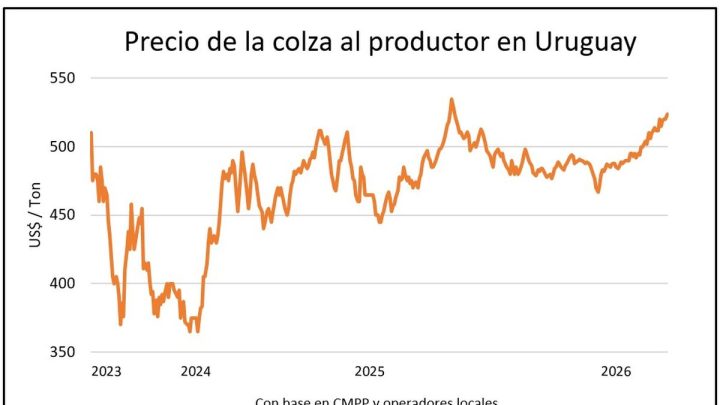 La colza consolida su ascenso en el mercado de granos, impulsando la siembra en Uruguay