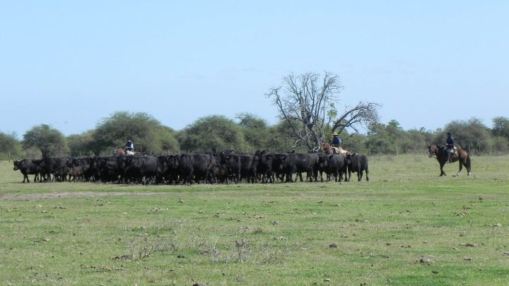 El Agro Uruguayo: Su Valioso Legado Natural en un Año Determinante para su Porvenir**

**