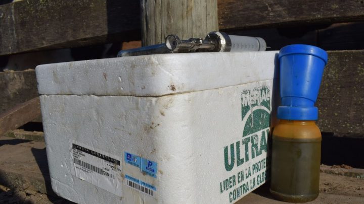 Uruguay lanza nueva campaña de vacunación contra la fiebre aftosa con directrices del MGAP y requisito de planilla sanitaria