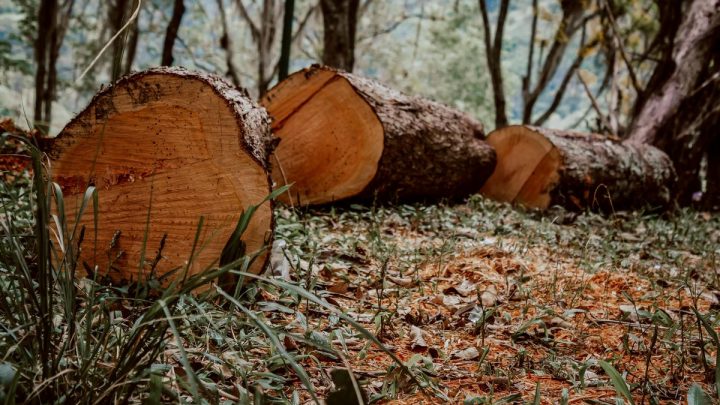 La destrucción de bosques tropicales disminuyó en 2025, pero persiste la alerta global