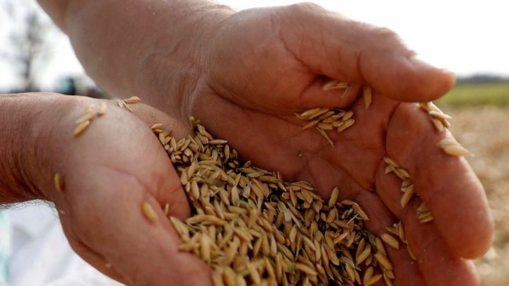 Desafíos y Récords en la Campaña Arrocera 2025/26, Según Cifras del MGAP