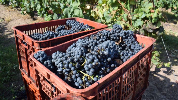 **Preocupación en la Vitivinicultura Uruguaya: El 70% de los Productores Atraviesa un Momento Crítico**