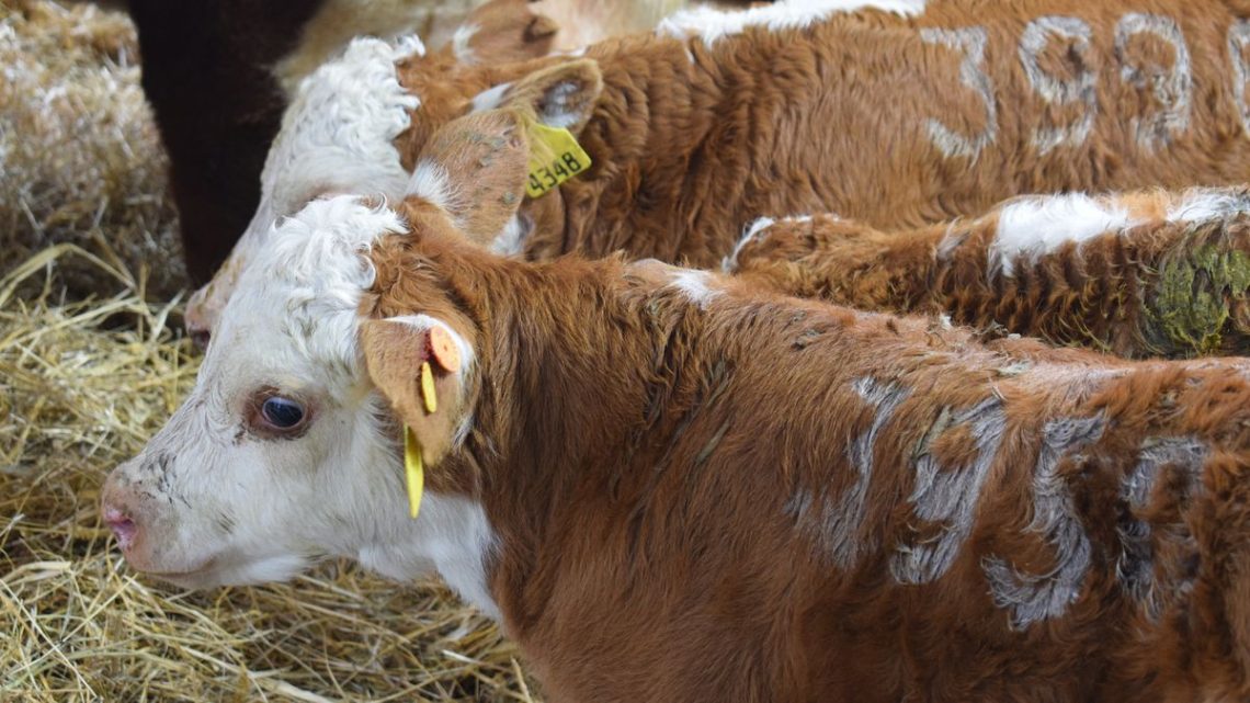 Medida imperativa del MGAP frente a la recurrencia de residuos en carnes exportadas