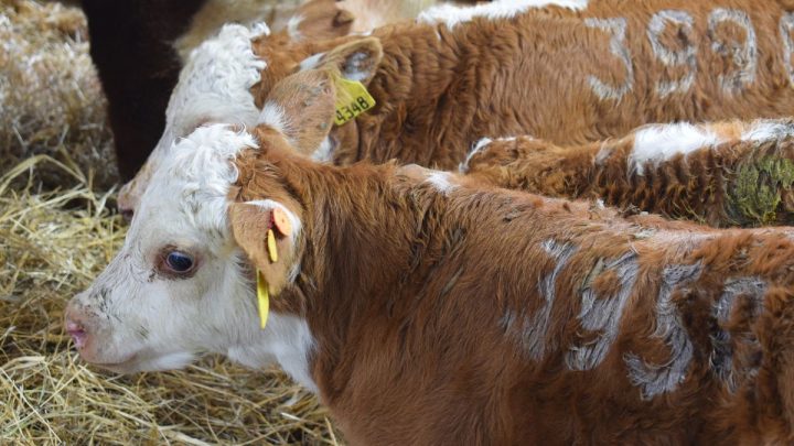 Medida imperativa del MGAP frente a la recurrencia de residuos en carnes exportadas