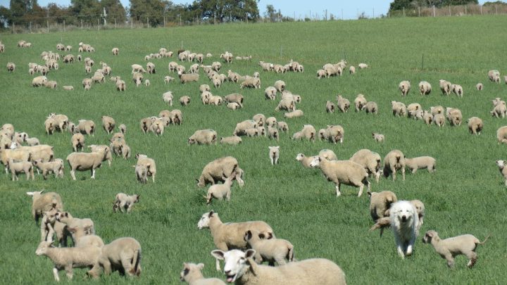 La Tribuna del Agro: ¿Empleamos las razas ovinas más adecuadas?