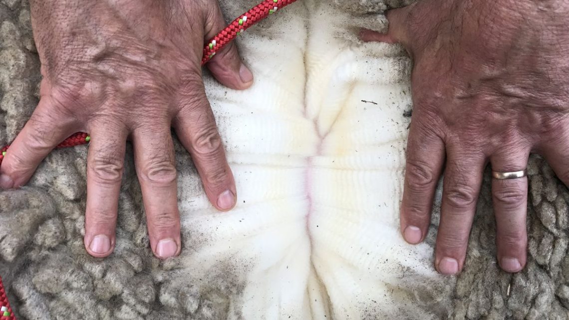 Mercado ovino: Sostenidos valores en lanas, animales para faena y carne