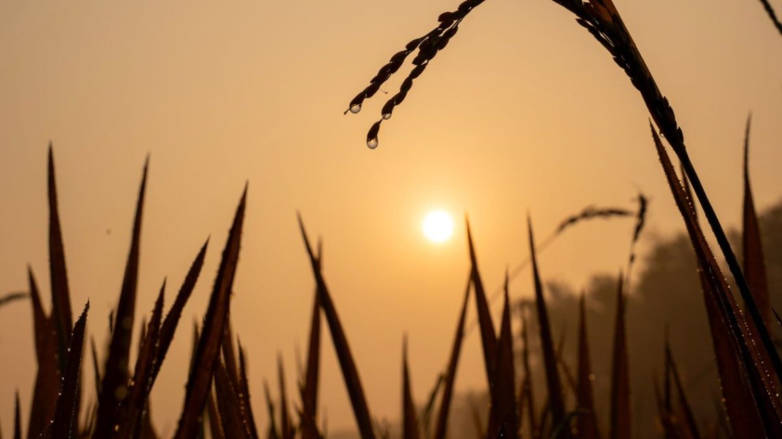 Arroz Uruguayo: Récords de Cosecha Contrastan con Márgenes Críticos y Futuro Incierto