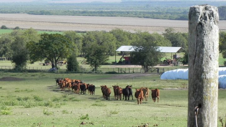 El MGAP detalla medidas y expedientes contra residuos biológicos en alimentos para salvaguardar los mercados