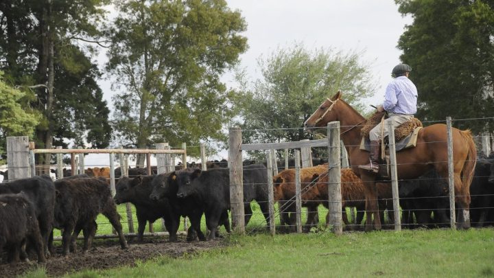 Récord histórico de inversión promovida en el agro uruguayo durante 2025
