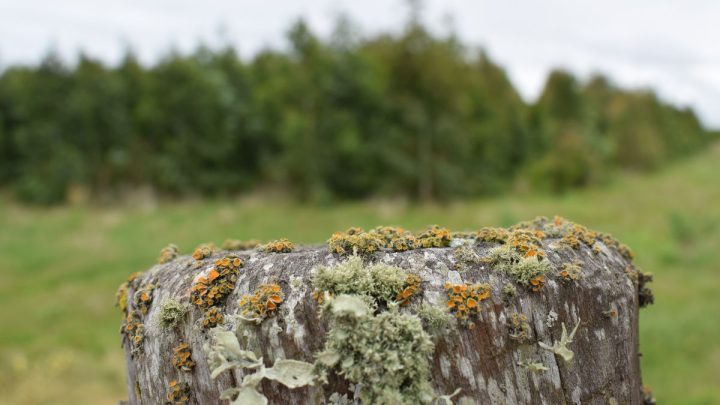 ** Productores ganaderos cuestionan la Represa de Casupá: entre la polarización y el legado artiguista

**