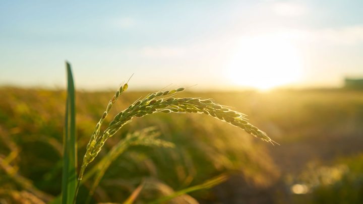 Arroz uruguayo: La sostenibilidad emerge como estrategia central ante un escenario adverso de altos costos y precios bajos.