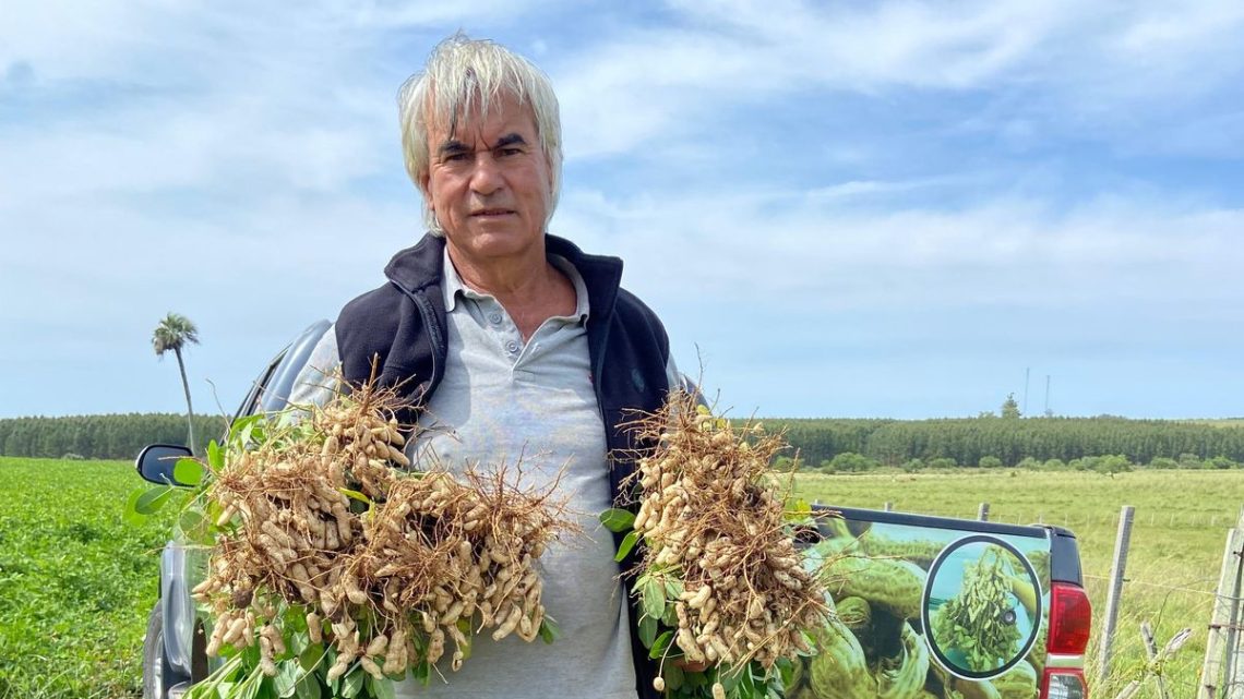 Artigas Rivero, 50 años en el cultivo de maní y el desafío de la competencia extranjera