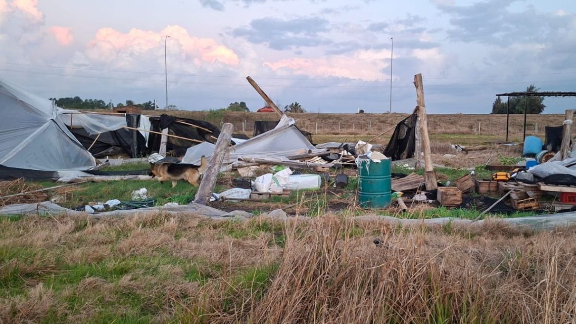 Productores de Salto Enfrentan Devastación Tras Brutal Temporal: Testimonios de Resistencia