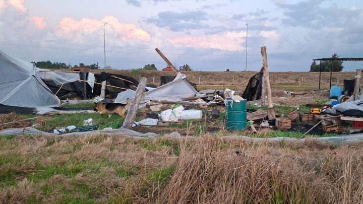 Productores de Salto Enfrentan Devastación Tras Brutal Temporal: Testimonios de Resistencia