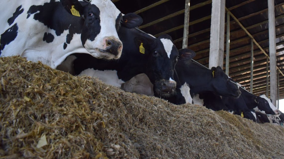 Sector lácteo uruguayo: producción récord genera crecientes desafíos comerciales