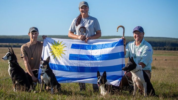 Uruguay en el Mundial de Perros de Pastoreo: Tres Productores y sus Cinco Border Collie Hacia la Gloria en Escocia